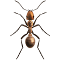 Ant Control