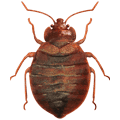 Bedbug Control
