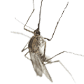 Mosquito Control
