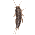 Silverfish Control