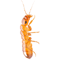 Termite Control